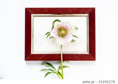 フォトフレームとクリスマスローズ 33293270