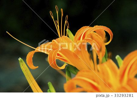 ノカンゾウの花 33293281