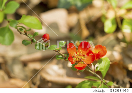 クサボケ 33293446