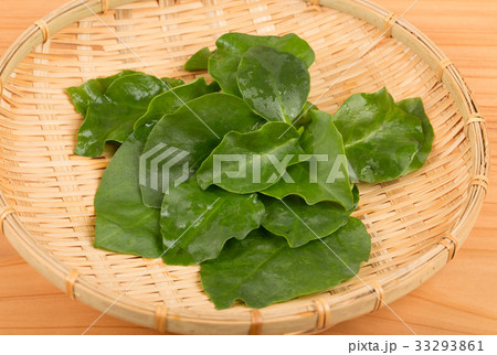 おかわかめ 33293861