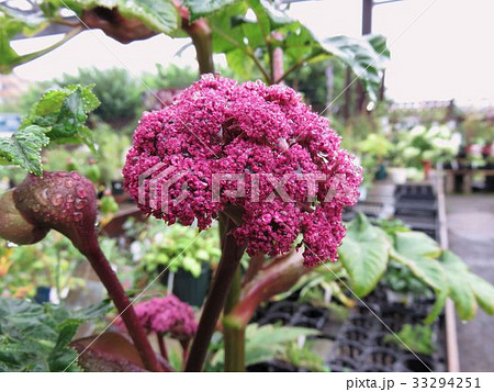 アンジェリカギガス アンジェリカギガス 33294251