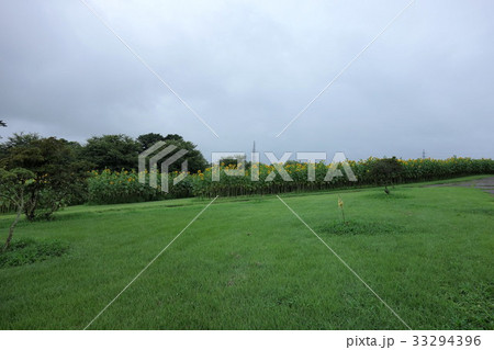 大室公園のひまわり 大室公園のひまわり 33294396