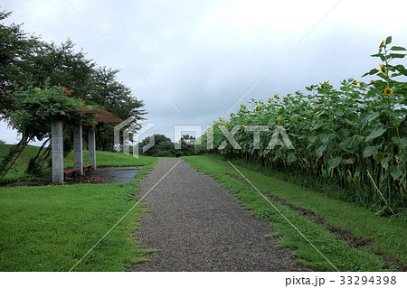 大室公園のひまわり 33294398