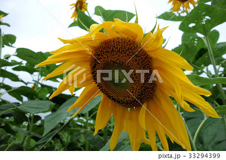 大室公園のひまわり 大室公園のひまわり 33294399