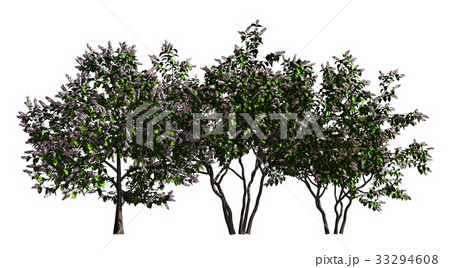 Group of trees isolated on white 3d illustration 33294608