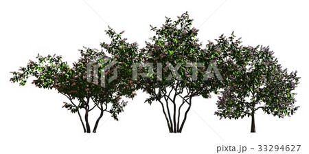 Group of trees isolated on white 3d illustration 33294627