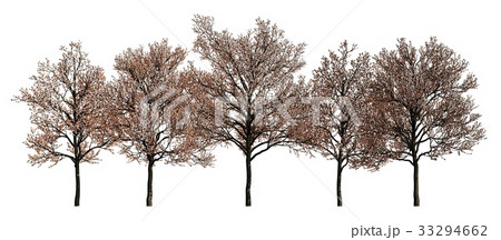 Group of trees isolated on white 3d illustration Group of trees isolated on white 3d illustration 33294662