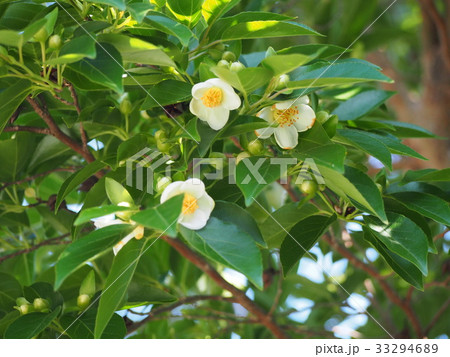 ヒメシャラ　　シャラ　沙羅　夏椿（埼玉県深谷市） 33294689