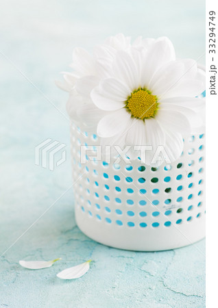 Fresh daisy flowers on pastel blue concrete table Fresh daisy flowers on pastel blue concrete table 33294749