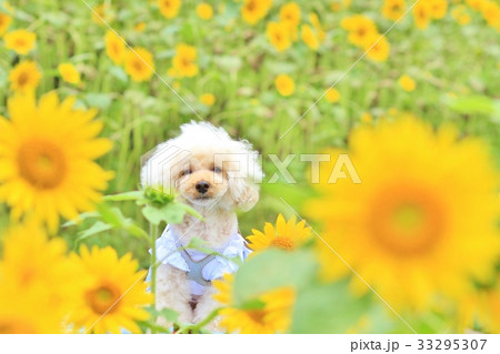 ひまわりと犬 33295307