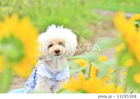 ひまわりと犬 ひまわりと犬 33295308