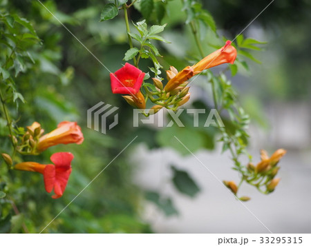 ノ－ゼンカズラ　凌霽花 33295315
