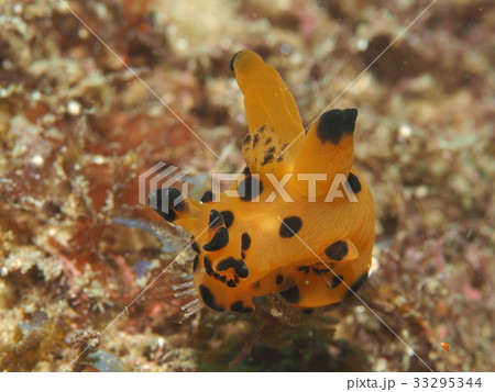 カンナツノザヤウミウシ カンナツノザヤウミウシ 33295344