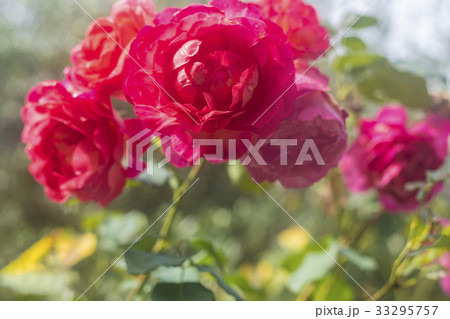 Close Up Of Red Roses Close Up Of Red Roses 33295757