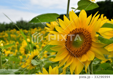 ひまわり畑 33296994