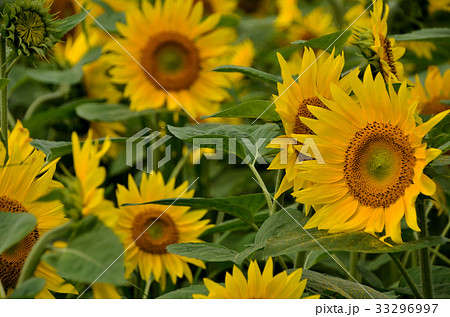ひまわり畑 33296997