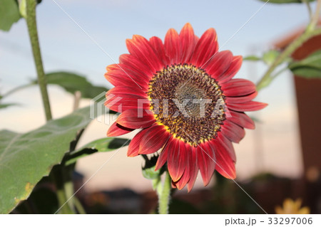 夏の元気 33297006