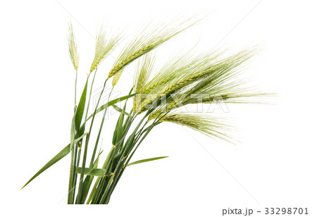 Green ears of wheat Green ears of wheat 33298701