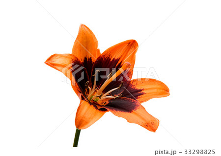 Beautiful lily isolated Beautiful lily isolated 33298825