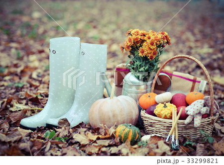 Autumn still life with different pumpkins Autumn still life with different pumpkins 33299821