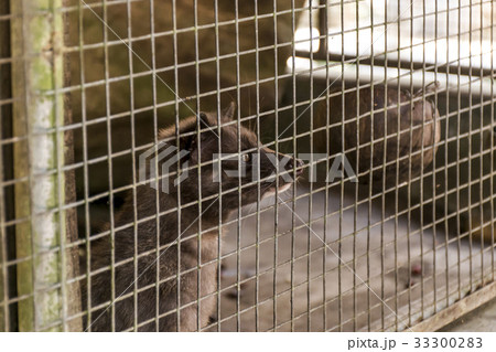 Asian palm civet coffee making Kopi Luwak 33300283