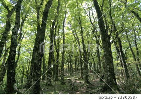 天城山 ブナ林 天城山 ブナ林 33300587