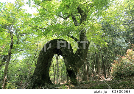 天城山 ヘビブナ 天城山 ヘビブナ 33300663