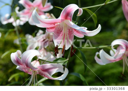 カノコユリ 33301368