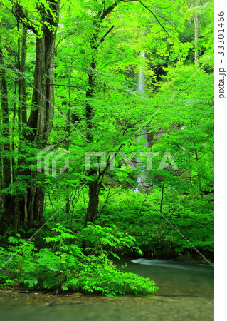 夏の奥入瀬渓流 33301466