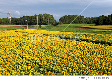ヒマワリ畑 茨城県那珂市 ヒマワリ畑 茨城県那珂市 33301639