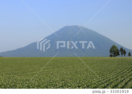 じゃがいも畑と木立ちと羊蹄山 33301919