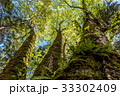 森の大木2 33302409