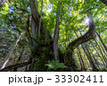 森の大木3 33302411
