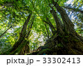森の大木5 33302413
