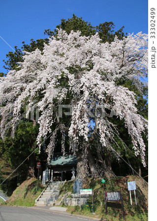 堂山王子神社のしだれ桜(田村市) 堂山王子神社のしだれ桜(田村市) 33302499