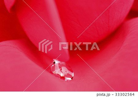 バラと水滴 33302564