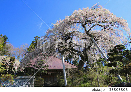 大乗寺の桜（田村市） 33303308