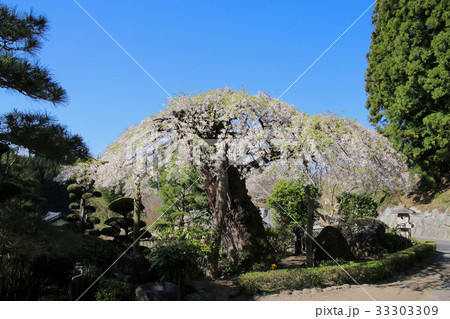 大乗寺の桜（田村市） 33303309