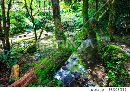 新緑の山吹水源　熊本県　阿蘇郡　産山村 33303531
