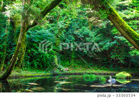 新緑の山吹水源　熊本県　阿蘇郡　産山村 33303534