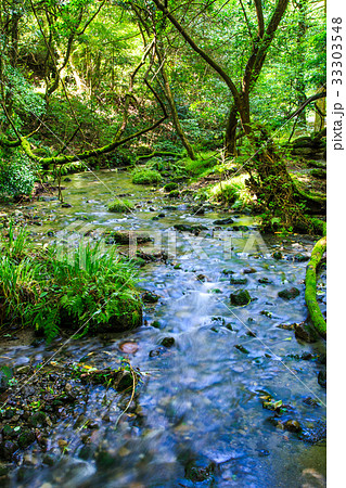 新緑の山吹水源　熊本県　阿蘇郡　産山村 33303548