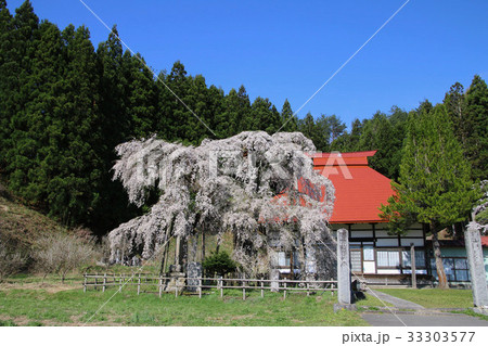 永泉寺のサクラ（田村市） 33303577