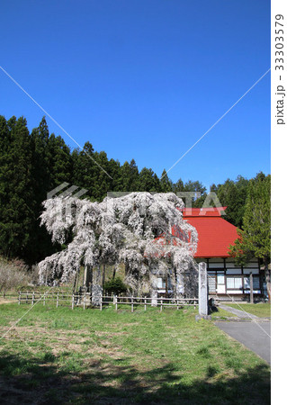 永泉寺のサクラ（田村市） 33303579