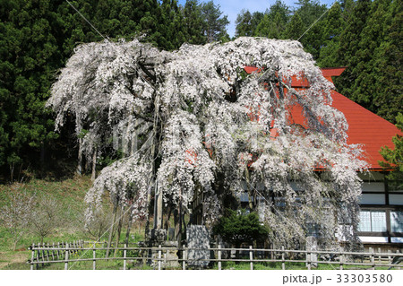 永泉寺のサクラ（田村市） 33303580