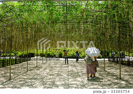 Wisteria trees at Ashikaga Park in Japan 33303754