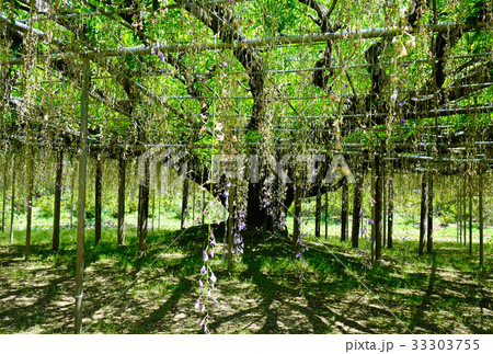 Wisteria trees at Ashikaga Park in Japan 33303755