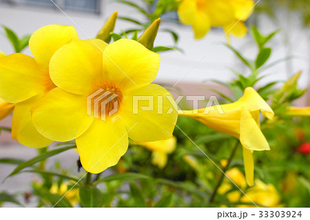 Allamanda cathartica Yellow flower at beautiful 33303924