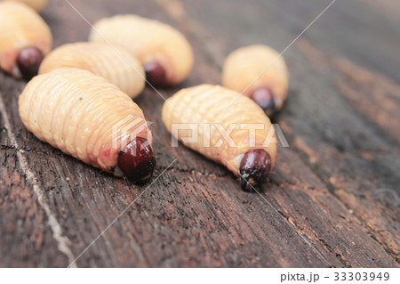 Sago beetle worm, Red palm weevil 33303949