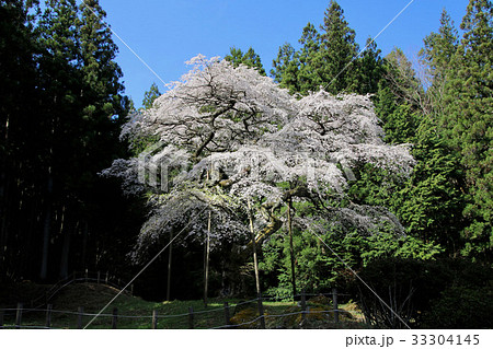 弁天桜（田村市） 33304145