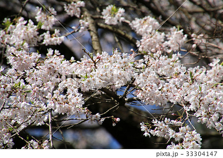 弁天桜（田村市） 33304147
